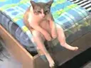 depressedcat