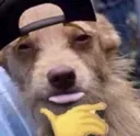 ahadog