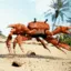 crabrave2
