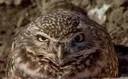 angryowl