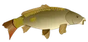 carp