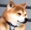 ShibaStare
