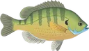 bluegill Discord Emoji