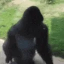 counterclockwisespinninggorilla