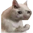 sadcat