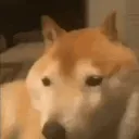 dogebonk