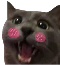 catblush