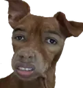 DogNigga