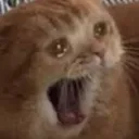 ECcatemoji5 Discord Emoji