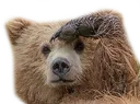 BAERsalute
