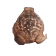 frogspin