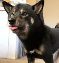 funnydoggo