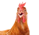 ShookHen