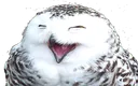 HeppiOwl