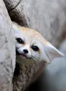 FoxSneak