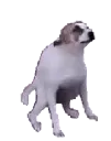 dancedog dancedog
