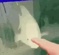 POGFISH POGFISH