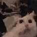 wobblerat