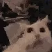wobblerat