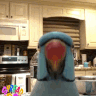 parrotkiss