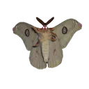 moth