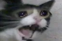 Cat Scream cat_scream Discord Emoji