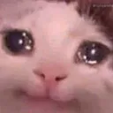 sadcat
