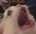 scream_cat