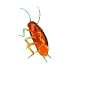 cockroach