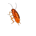 dancing_cock_hype