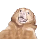 RawKneesSehruHappy
