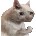 sadcat