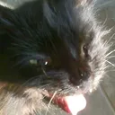 Bleh