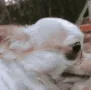 dogWtf