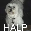 frankie