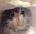 sadcatcowboy