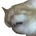 cat_ack