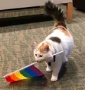 Gay Cat Discord Emoji