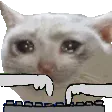 typingcat
