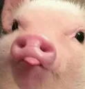 pig2~1 Discord Emoji