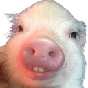 pig1 Discord Emoji