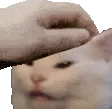 PETTHECAT