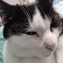 suscat