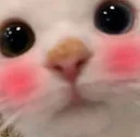 catto_blush1