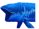 pogwhale