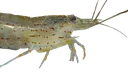 amanoshrimp
