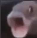 pogfish