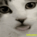 9CatLick Discord Emoji