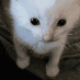 9KittyMeow Discord Emoji