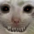 edgycat